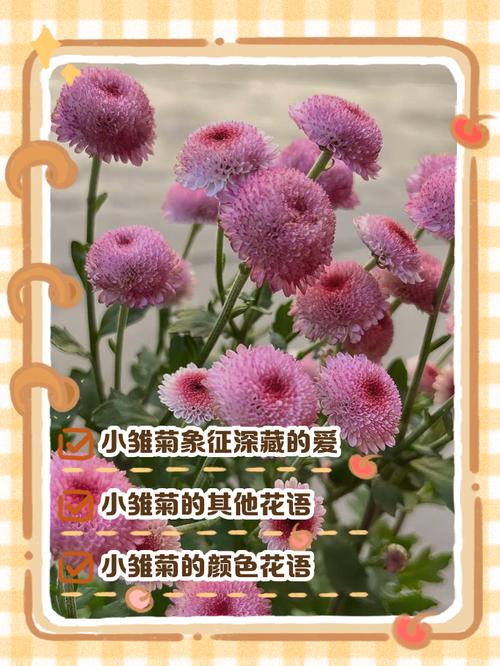 雏菊的花语和寓意?雏菊花图片?-第1张图片-优品飞百科 雏菊的花语和寓意?雏菊花图片?-第1张图片-优品飞百科