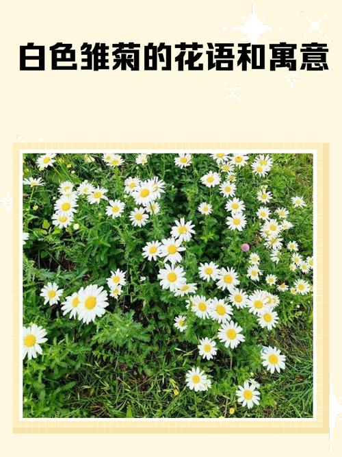 雏菊的花语和寓意?雏菊花图片?-第2张图片-优品飞百科 雏菊的花语和寓意?雏菊花图片?-第2张图片-优品飞百科