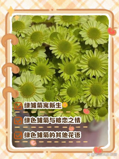 雏菊的花语和寓意?雏菊花图片?-第3张图片-优品飞百科 雏菊的花语和寓意?雏菊花图片?-第3张图片-优品飞百科