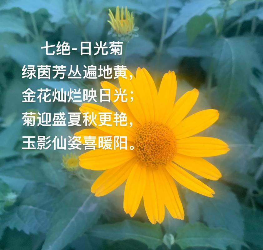 雏菊的花语和寓意?雏菊花图片?-第5张图片-优品飞百科 雏菊的花语和寓意?雏菊花图片?-第5张图片-优品飞百科