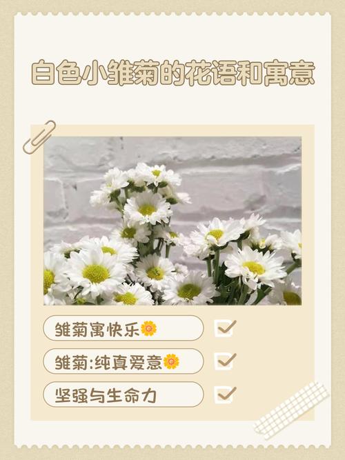雏菊的花语和寓意?雏菊花图片?-第6张图片-优品飞百科 雏菊的花语和寓意?雏菊花图片?-第6张图片-优品飞百科