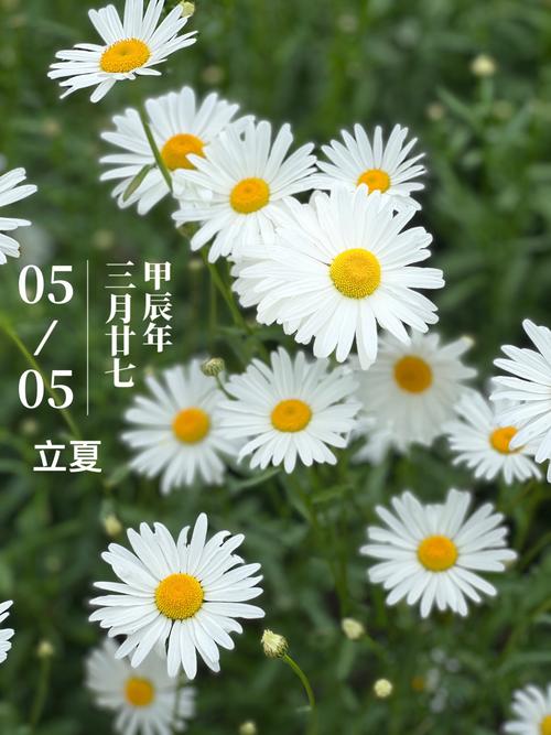 雏菊的花语和寓意?雏菊花图片?-第8张图片-优品飞百科 雏菊的花语和寓意?雏菊花图片?-第8张图片-优品飞百科