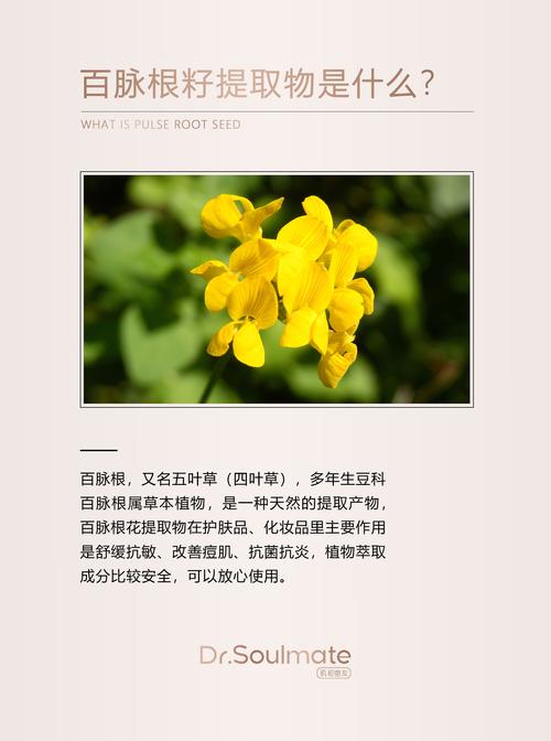 百脉根有哪些价值？百脉根的功效与作用？-第4张图片-优品飞百科