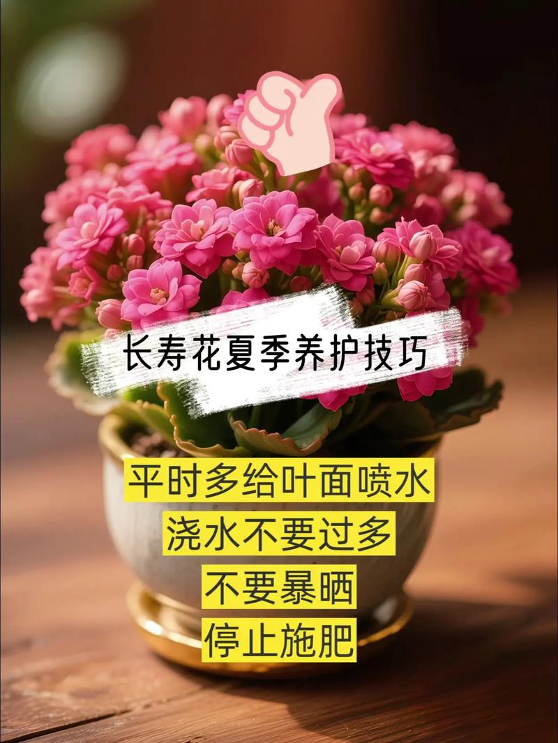 长寿花可以用松针土吗?长寿花最佳配土?-第3张图片-优品飞百科 长寿花可以用松针土吗?长寿花最佳配土?-第3张图片-优品飞百科