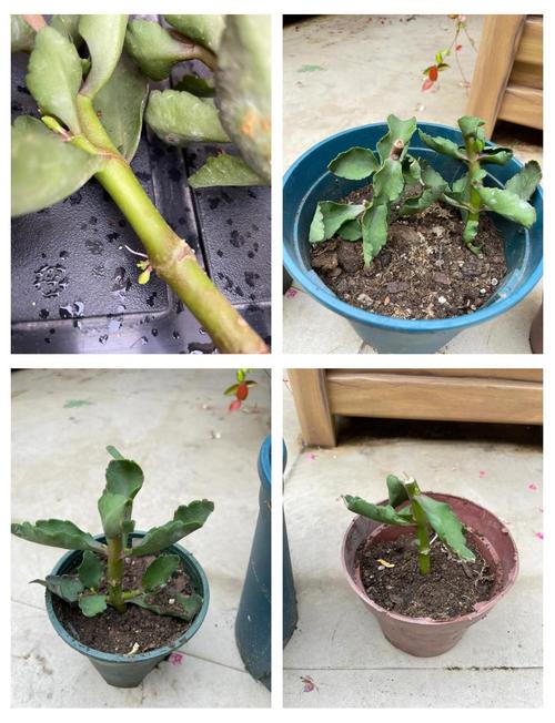 长寿花可以用松针土吗?长寿花最佳配土?-第6张图片-优品飞百科 长寿花可以用松针土吗?长寿花最佳配土?-第6张图片-优品飞百科