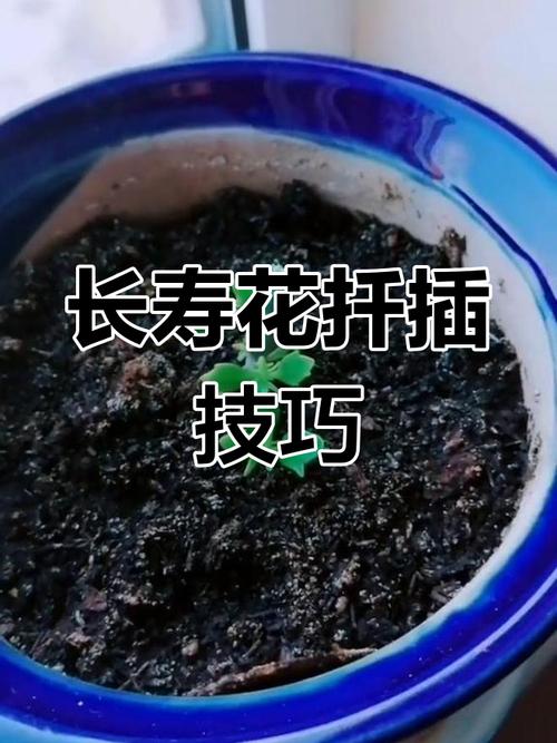 长寿花可以用松针土吗?长寿花最佳配土?-第7张图片-优品飞百科 长寿花可以用松针土吗?长寿花最佳配土?-第7张图片-优品飞百科