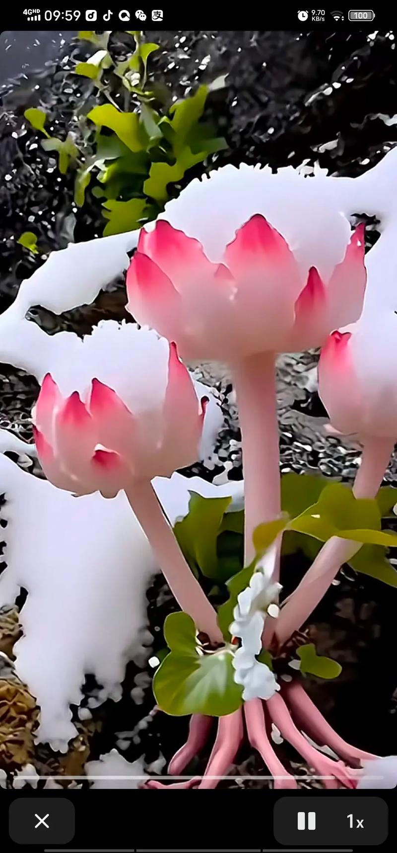 雪叶莲能在家养吗？雪叶莲能用来包鲜花吗？-第5张图片-优品飞百科