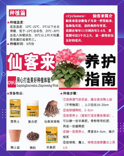仙客来秋天怎么养？仙客来秋天怎么养护？-第2张图片-优品飞百科