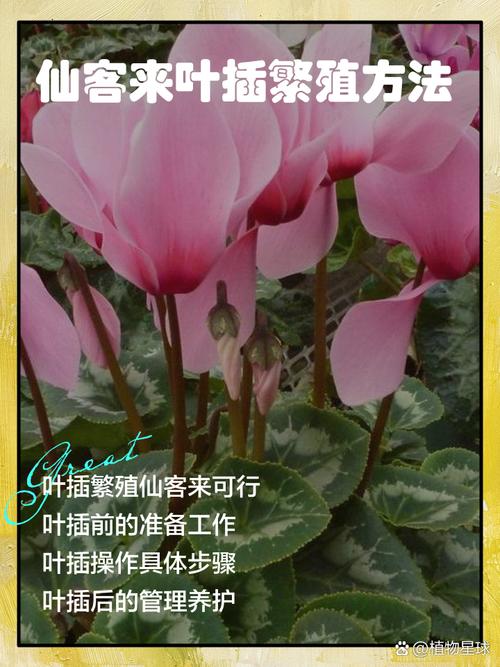 仙客来秋天怎么养？仙客来秋天怎么养护？-第3张图片-优品飞百科