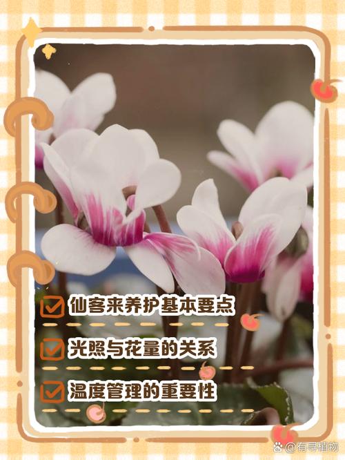 仙客来秋天怎么养？仙客来秋天怎么养护？-第4张图片-优品飞百科