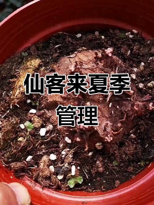 仙客来秋天怎么养？仙客来秋天怎么养护？-第7张图片-优品飞百科