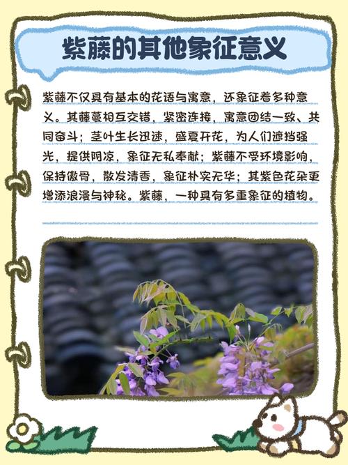 紫藤的花语和寓意,有什么传说故事,紫藤花花语及传说?-第2张图片-优品飞百科 紫藤的花语和寓意,有什么传说故事,紫藤花花语及传说?-第2张图片-优品飞百科