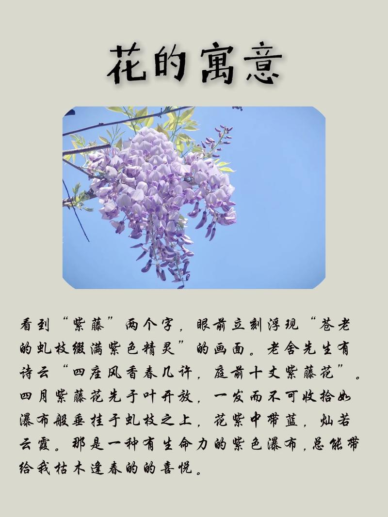 紫藤的花语和寓意,有什么传说故事,紫藤花花语及传说?-第3张图片-优品飞百科 紫藤的花语和寓意,有什么传说故事,紫藤花花语及传说?-第3张图片-优品飞百科
