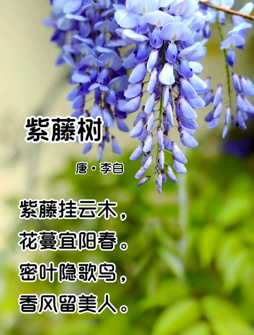 紫藤的花语和寓意,有什么传说故事,紫藤花花语及传说?-第4张图片-优品飞百科 紫藤的花语和寓意,有什么传说故事,紫藤花花语及传说?-第4张图片-优品飞百科