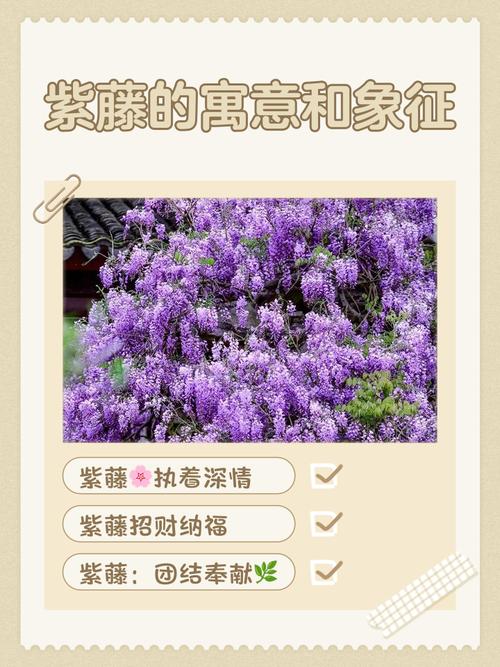 紫藤的花语和寓意,有什么传说故事,紫藤花花语及传说?-第5张图片-优品飞百科 紫藤的花语和寓意,有什么传说故事,紫藤花花语及传说?-第5张图片-优品飞百科