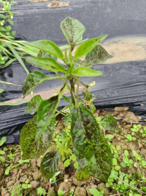 锦屏藤可以盆栽吗，锦屏藤适合施什么肥？-第3张图片-优品飞百科
