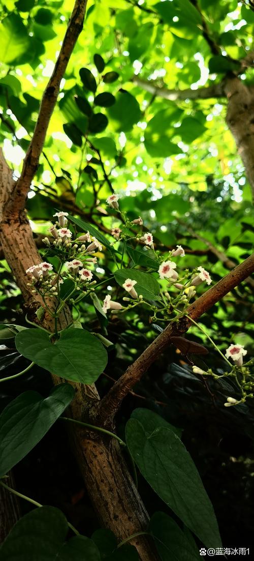 锦屏藤可以盆栽吗，锦屏藤适合施什么肥？-第5张图片-优品飞百科