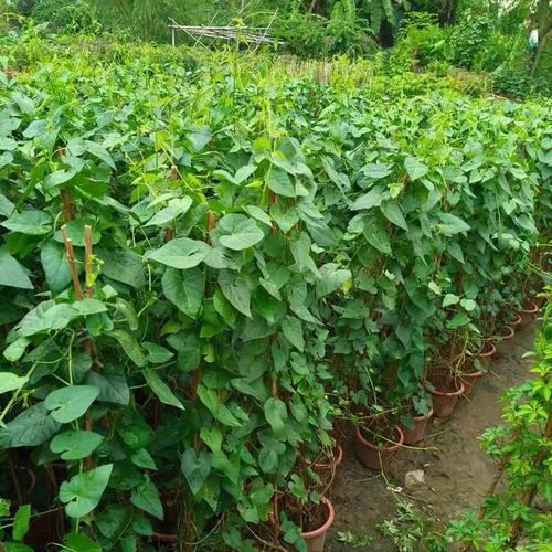 锦屏藤可以盆栽吗，锦屏藤适合施什么肥？-第6张图片-优品飞百科