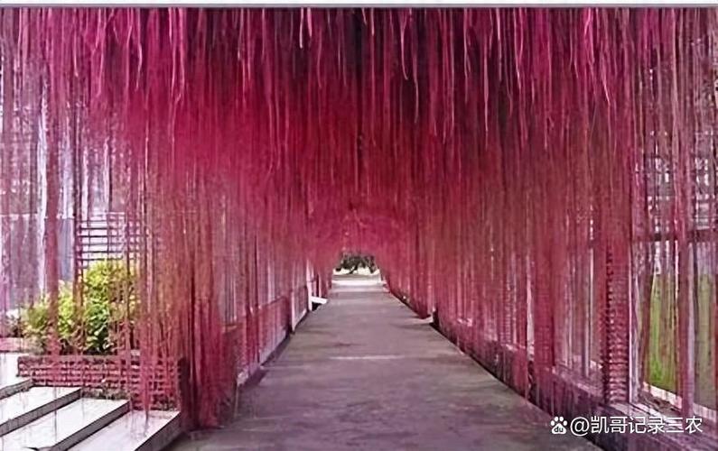 锦屏藤可以盆栽吗，锦屏藤适合施什么肥？-第7张图片-优品飞百科