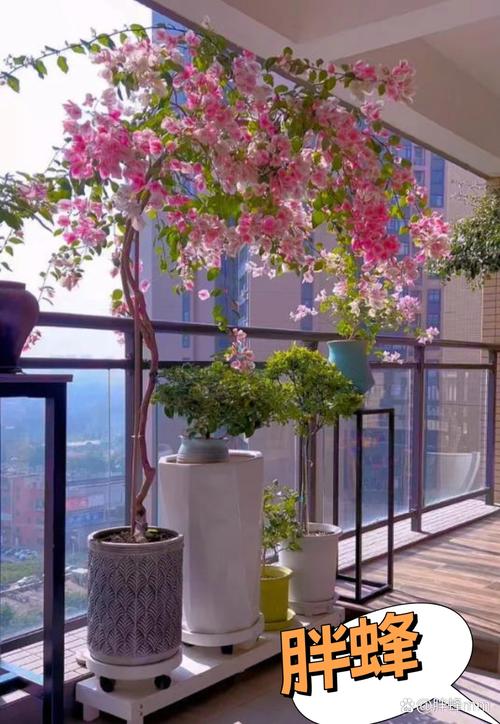 锦屏藤可以盆栽吗，锦屏藤适合施什么肥？-第8张图片-优品飞百科