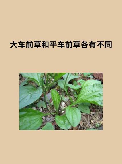 大车前和平车前的主要区别?大车前和平车前的主要区别在于?-第3张图片-优品飞百科 大车前和平车前的主要区别?大车前和平车前的主要区别在于?-第3张图片-优品飞百科