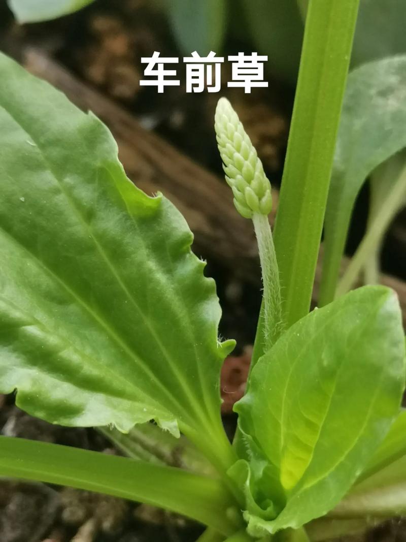 大车前和平车前的主要区别?大车前和平车前的主要区别在于?-第6张图片-优品飞百科 大车前和平车前的主要区别?大车前和平车前的主要区别在于?-第6张图片-优品飞百科