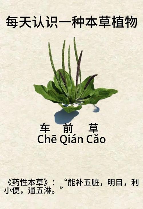 大车前和平车前的主要区别?大车前和平车前的主要区别在于?-第7张图片-优品飞百科 大车前和平车前的主要区别?大车前和平车前的主要区别在于?-第7张图片-优品飞百科