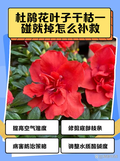 杜鹃花叶子发黑怎么办，杜鹃花叶子发黑怎么办呢-第2张图片-优品飞百科