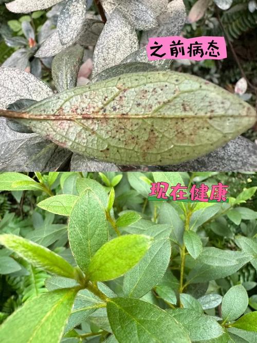 杜鹃花叶子发黑怎么办，杜鹃花叶子发黑怎么办呢-第3张图片-优品飞百科