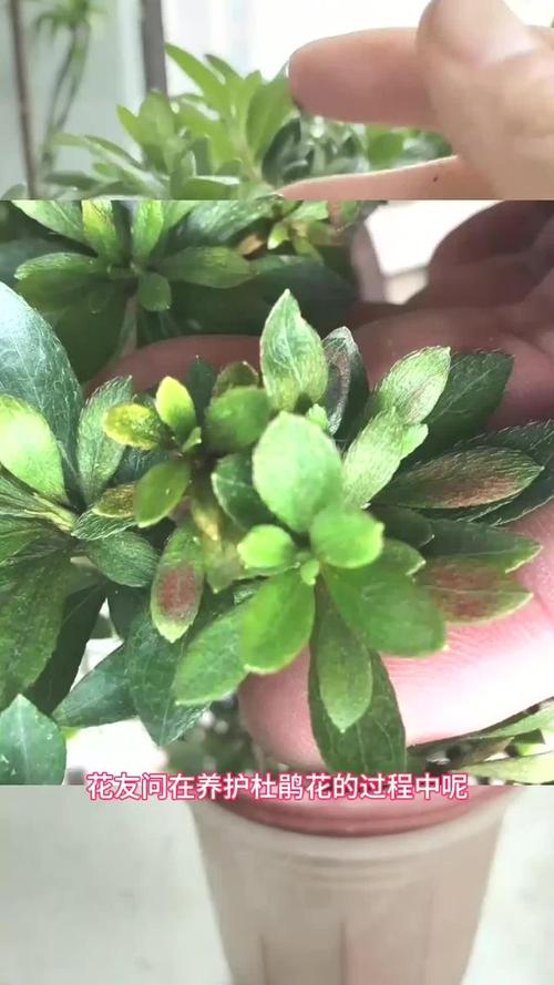杜鹃花叶子发黑怎么办，杜鹃花叶子发黑怎么办呢-第4张图片-优品飞百科