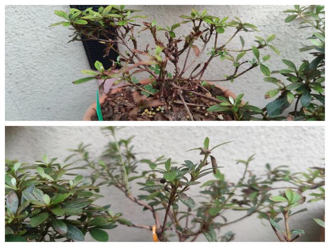 杜鹃花叶子发黑怎么办，杜鹃花叶子发黑怎么办呢-第5张图片-优品飞百科