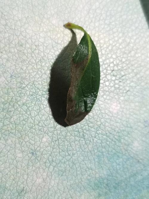 杜鹃花叶子发黑怎么办，杜鹃花叶子发黑怎么办呢-第7张图片-优品飞百科