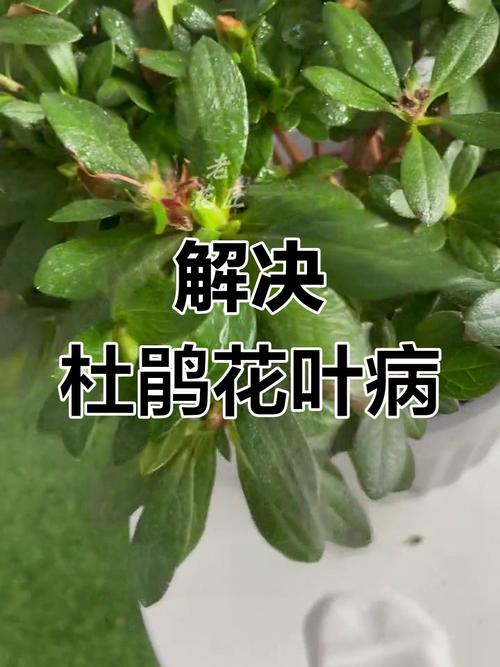 杜鹃花叶子发黑怎么办，杜鹃花叶子发黑怎么办呢-第8张图片-优品飞百科