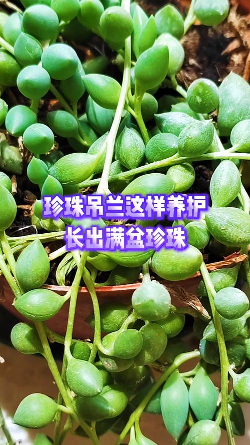 珍珠吊兰的风水作用，这样摆放全家运气旺！，珍珠吊兰图片