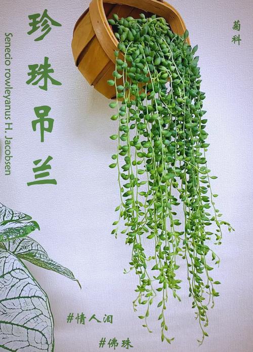 珍珠吊兰的风水作用，这样摆放全家运气旺！，珍珠吊兰图片-第2张图片-优品飞百科