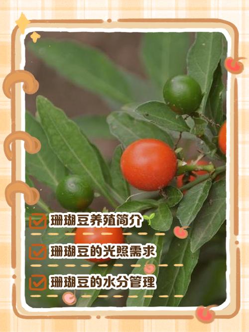 珊瑚豆的养殖方法，珊瑚豆的养殖方法视频？-第2张图片-优品飞百科