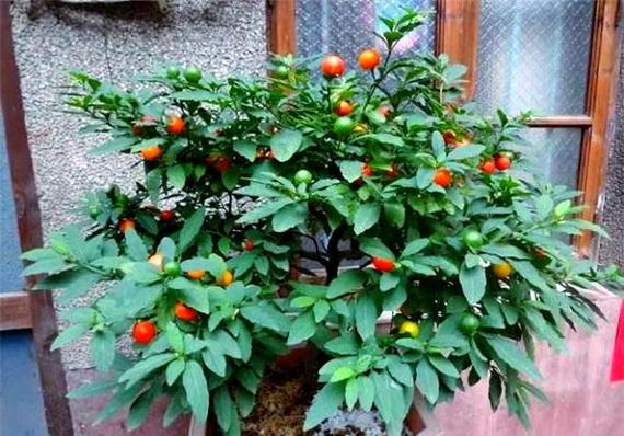珊瑚豆的养殖方法，珊瑚豆的养殖方法视频？-第3张图片-优品飞百科