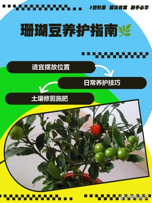 珊瑚豆的养殖方法，珊瑚豆的养殖方法视频？-第5张图片-优品飞百科