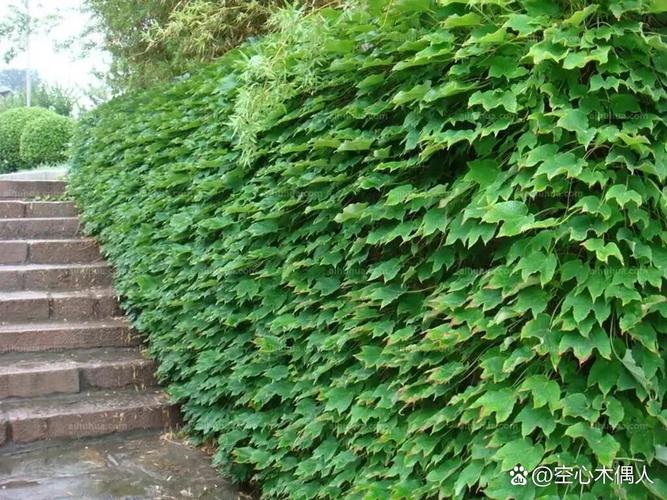 爬山虎和络石的区别？络石藤和爬山虎是一样吗？-第5张图片-优品飞百科