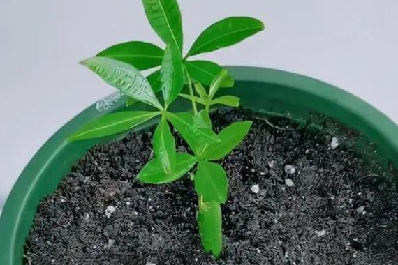 发财树是怎么培育出来的，是嫁接出来的吗，发财树是稼接的吗-第2张图片-优品飞百科
