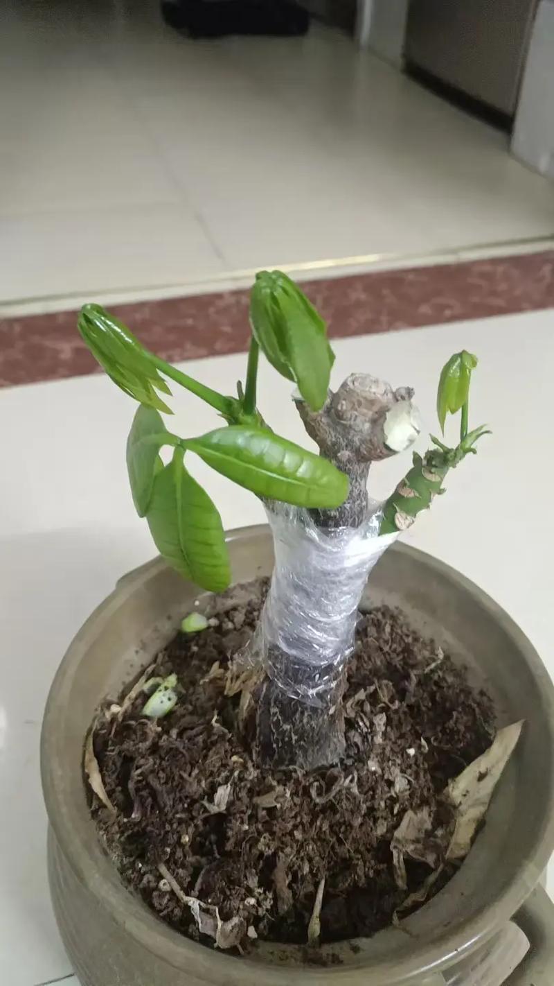 发财树是怎么培育出来的，是嫁接出来的吗，发财树是稼接的吗-第3张图片-优品飞百科