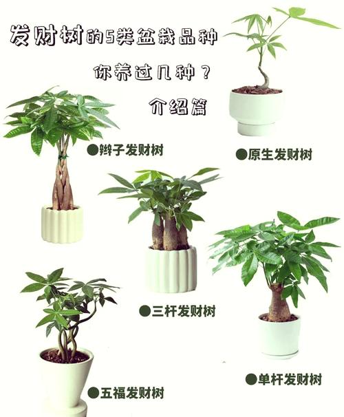 发财树是怎么培育出来的，是嫁接出来的吗，发财树是稼接的吗-第4张图片-优品飞百科