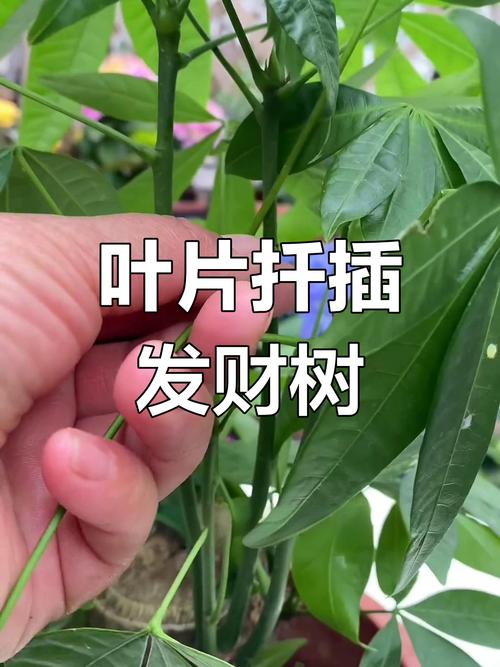 发财树是怎么培育出来的，是嫁接出来的吗，发财树是稼接的吗-第5张图片-优品飞百科