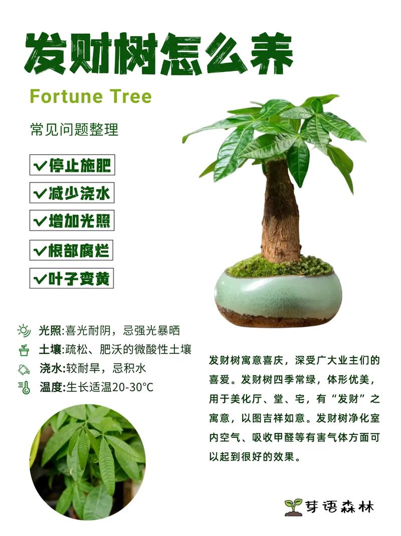 招财树怎么养才茂盛，招财树怎么养才茂盛视频-第3张图片-优品飞百科