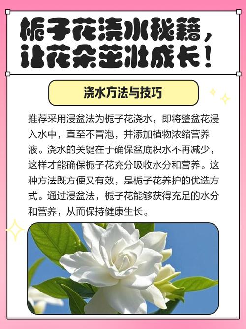 栀子花浇水太多会死吗，栀子花水浇多了黄叶怎么办-第3张图片-优品飞百科