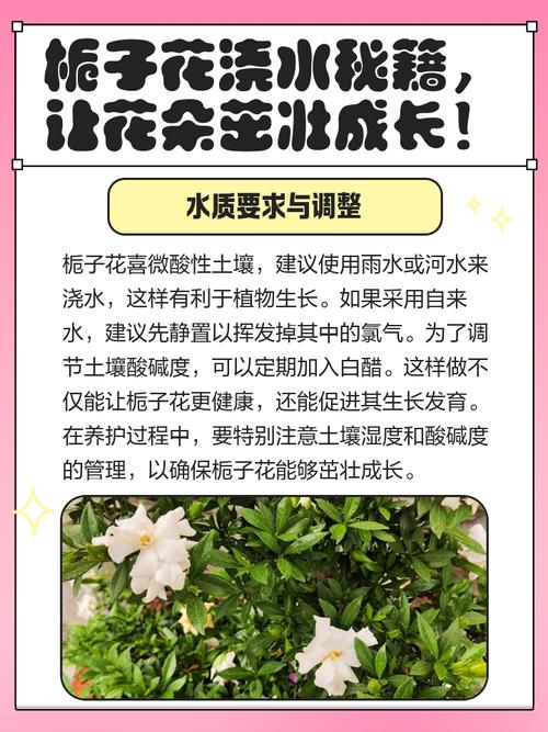 栀子花浇水太多会死吗，栀子花水浇多了黄叶怎么办-第5张图片-优品飞百科