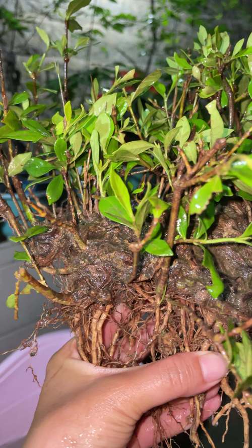 栀子花浇水太多会死吗，栀子花水浇多了黄叶怎么办-第6张图片-优品飞百科