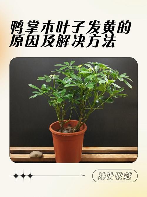 鸭掌木叶子发黄怎么办？鸭掌木叶子发黄怎么办小妙招？
