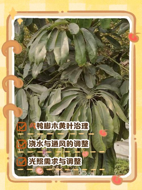 鸭掌木叶子发黄怎么办？鸭掌木叶子发黄怎么办小妙招？-第2张图片-优品飞百科