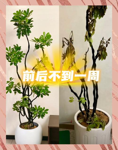 鸭掌木叶子发黄怎么办？鸭掌木叶子发黄怎么办小妙招？-第3张图片-优品飞百科